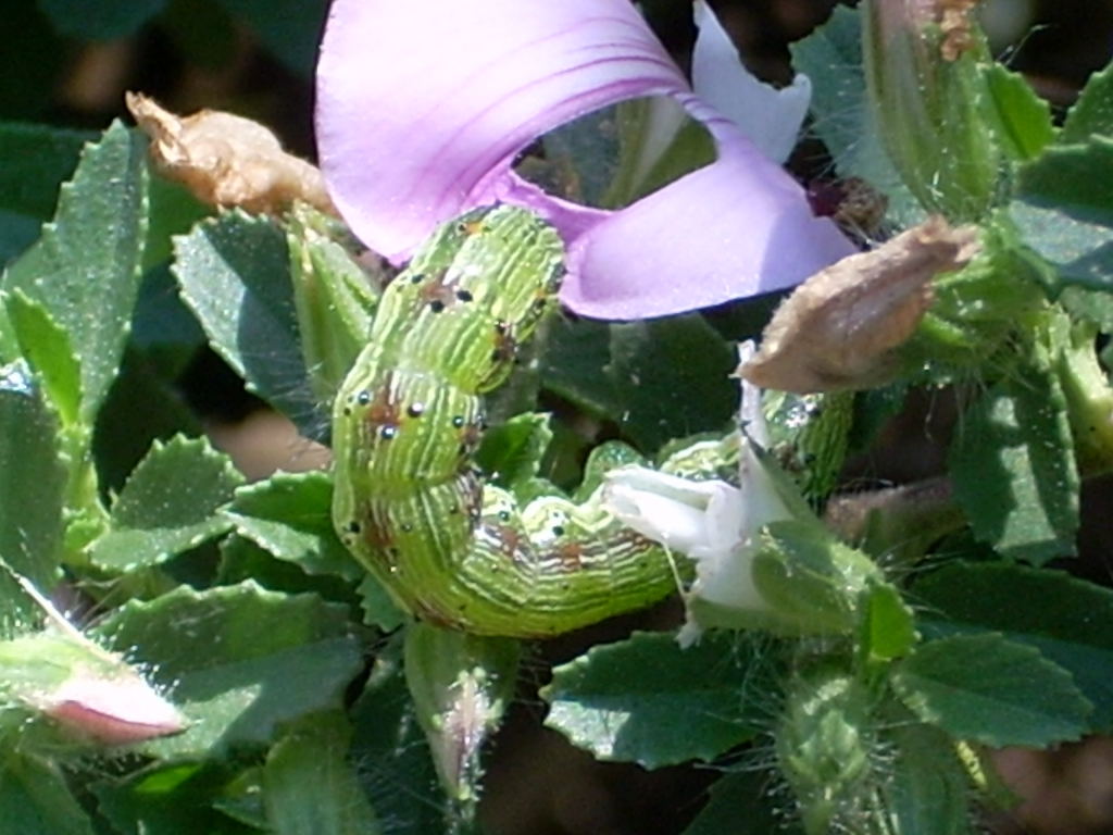 Bruco di Helicoverpa armigera